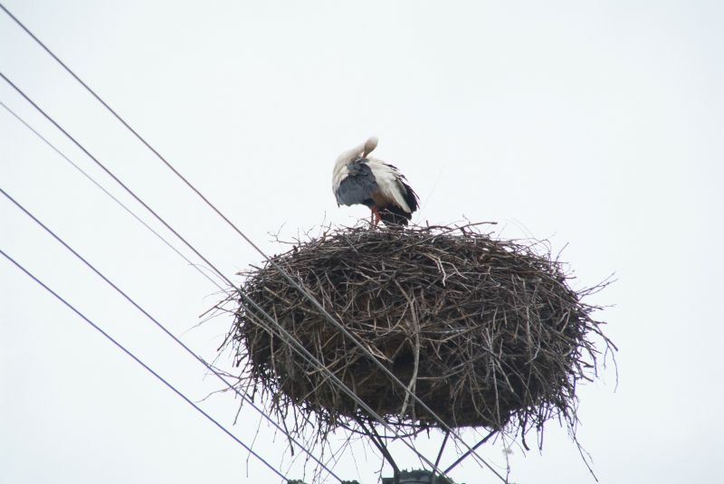 storch