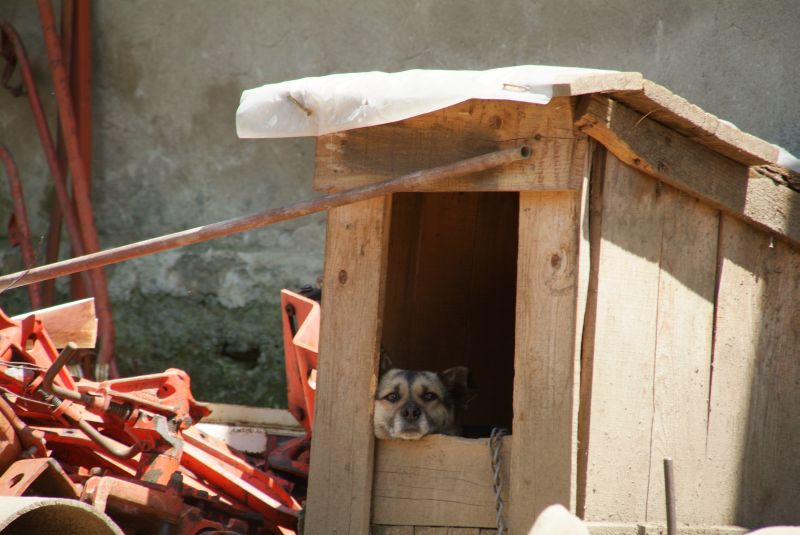 panorama hund