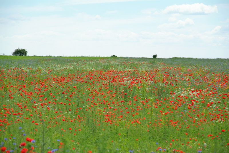 panorama mohnblumenfeld