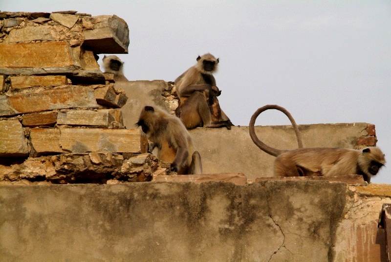 	Indien: Wer hat die Kokosnuss geklaut	