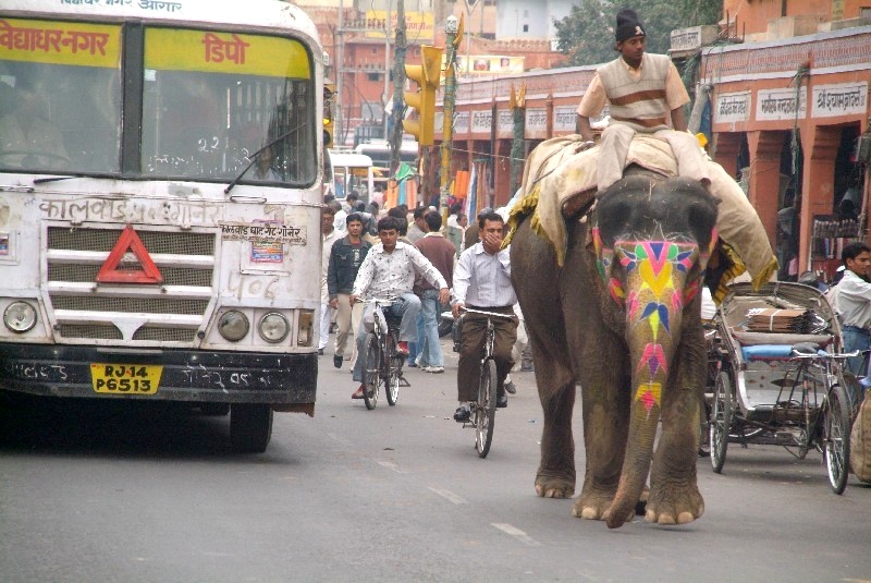 	Indien: Dickhäuter im Strassenverkehr	