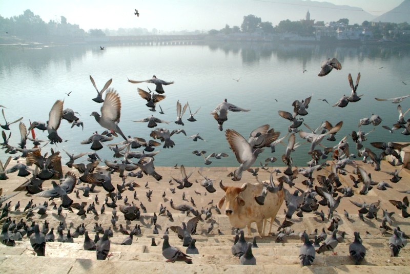 Rajasthan, Indien: Der heilige See in Pushkar