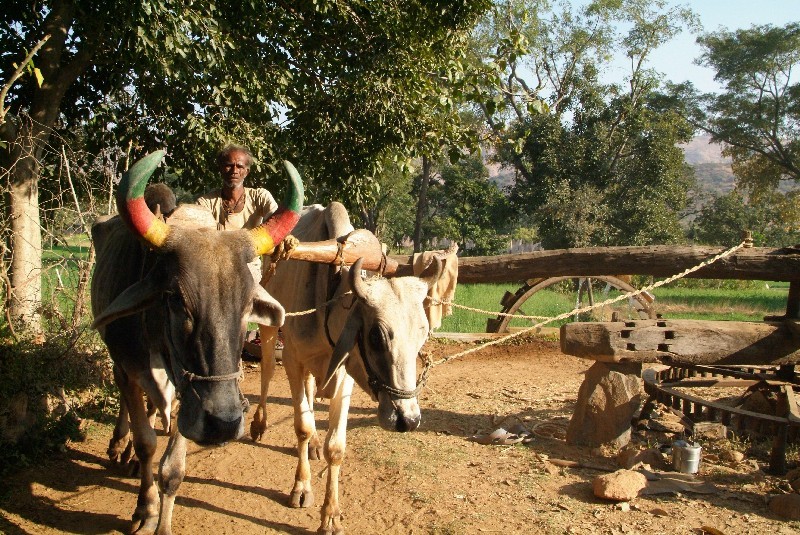 	Udaipur, Rajasthan, Indien: Ochsen treiben Wasserpumpe an	