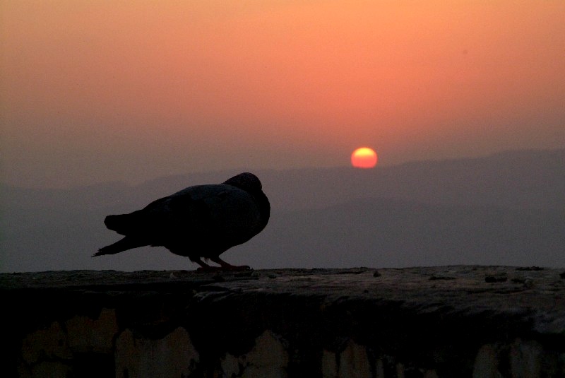 	Udaipur, Rajasthan, Indien: Taube beim Sonnenuntergang	