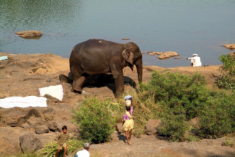 	Maharashtra und Goa, Indien: Plötzlich stand da ein Elephant am Fluss	