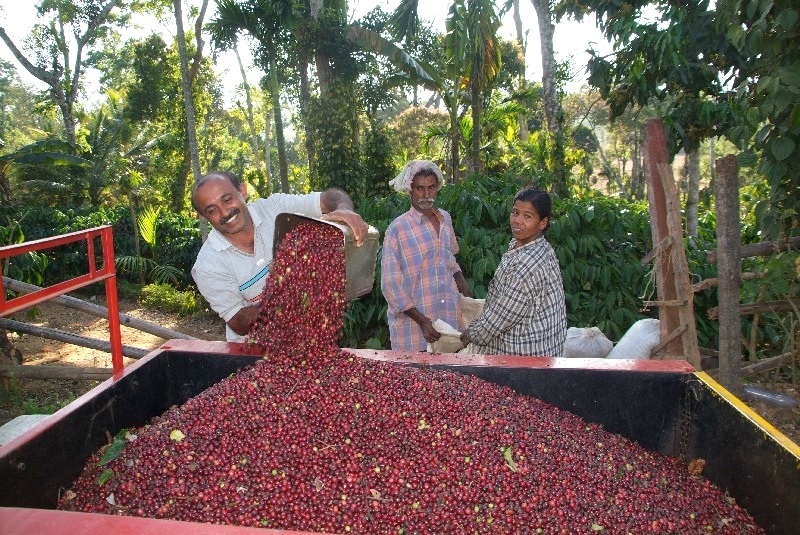 Karnataka, Indien: Kaffeebauern verkaufen die Ernte an Händler	