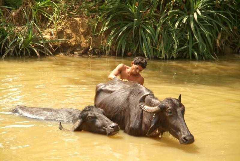 	Indien: Büffel wird gewaschen	