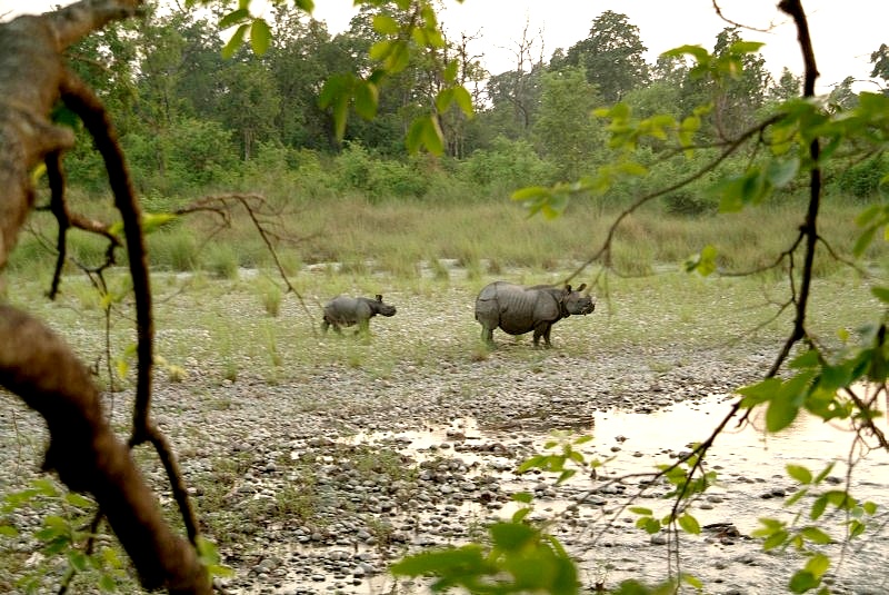 	Nepal: Ein wildes Nashorn mit Jungtier	