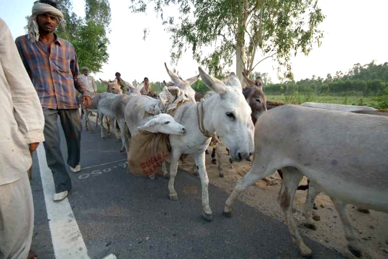 	Indien: Esel werden über die Strasse getrieben	