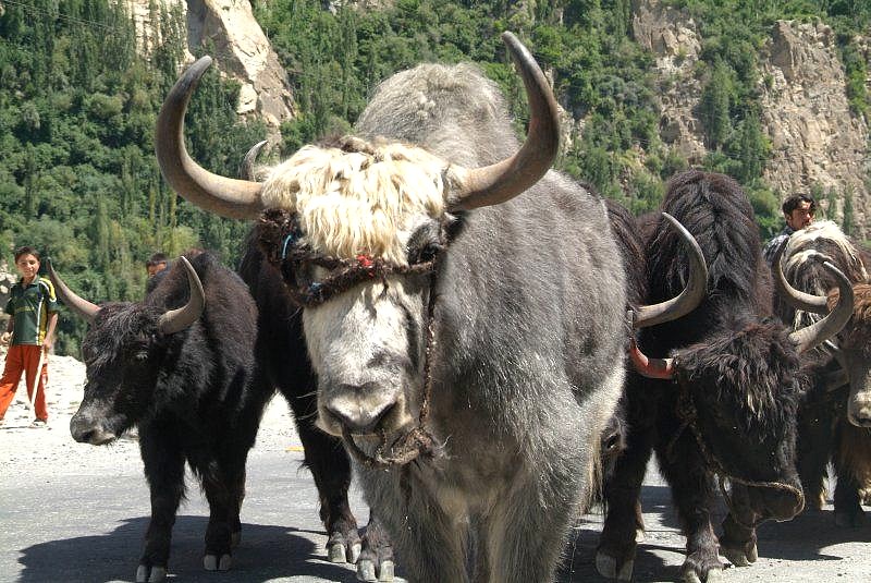 3-04-pakistan-karakorum-highway-yaks-im-norden-pakistans