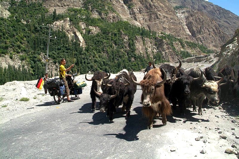 3-10-pakistan-karakorum-highway-yaks-werden-ueber-den-karakorum-highway-getrieben