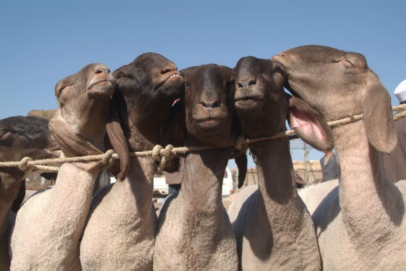 china2 033-schafe-auf-dem-tiermarkt-in-kashgar