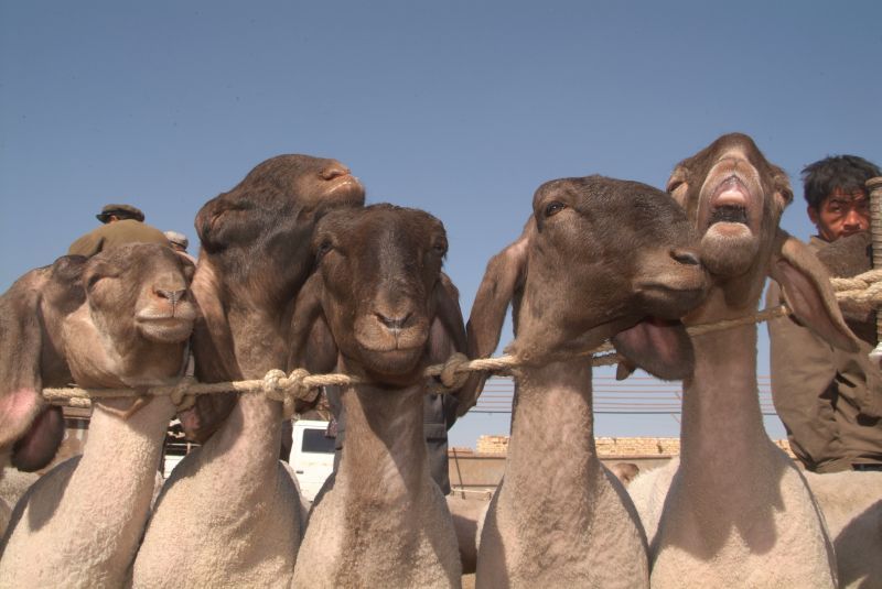 china2 034-schafe-auf-dem-tiermarkt-in-kashgar-2