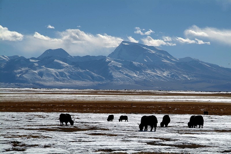 tibet4 003-yaks-grasen-in-tibet