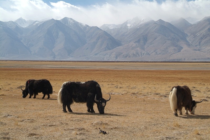 tibet4 013-yaks-grasen-in-tibet