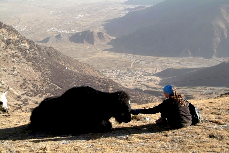 tibet6 022 zahme yaks um kloster ganden 2