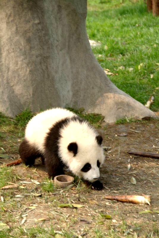 china3 037 pandabär