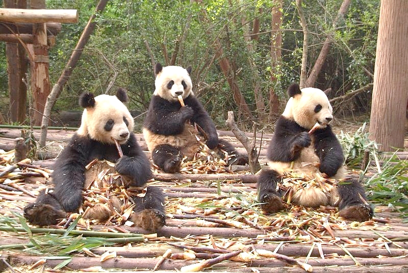 china3 039 drei pandabären beim fressen