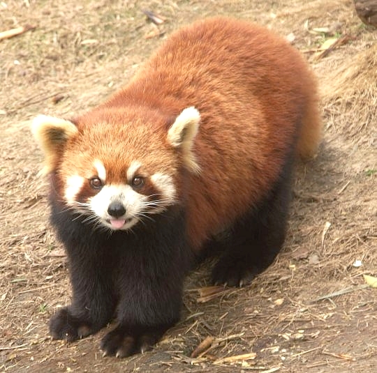 china3 040 bergpanda bär