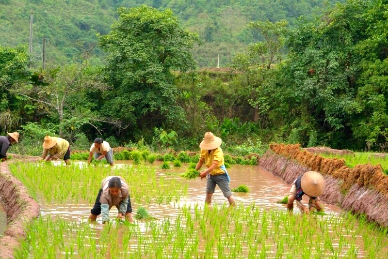 	Yunnan, China: Arbeiterinnen beim Reis anbauen	