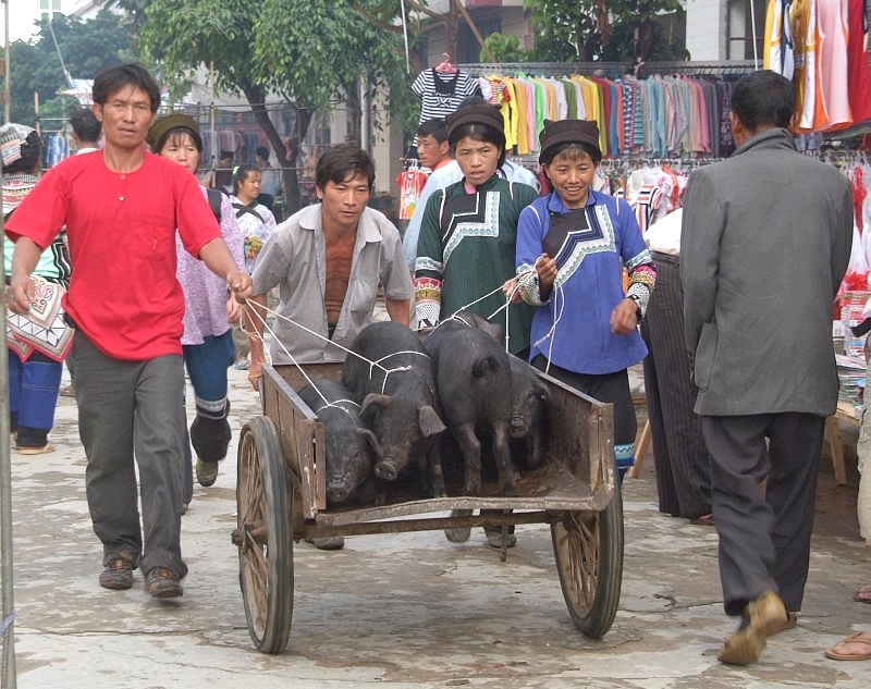 	Yunnan, China: Tiertransporter auf dem Markt	