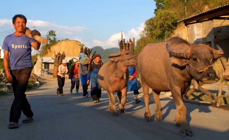 	Yunnan, China: Die Tiere werden ueber die Strasse getrieben	