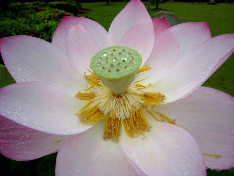 	Jinghong, Yunnan, China: Botanischer Garten	