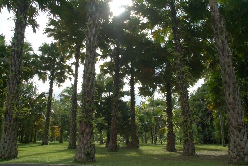 	Jinghong, Yunnan, China: Botanischer Garten	