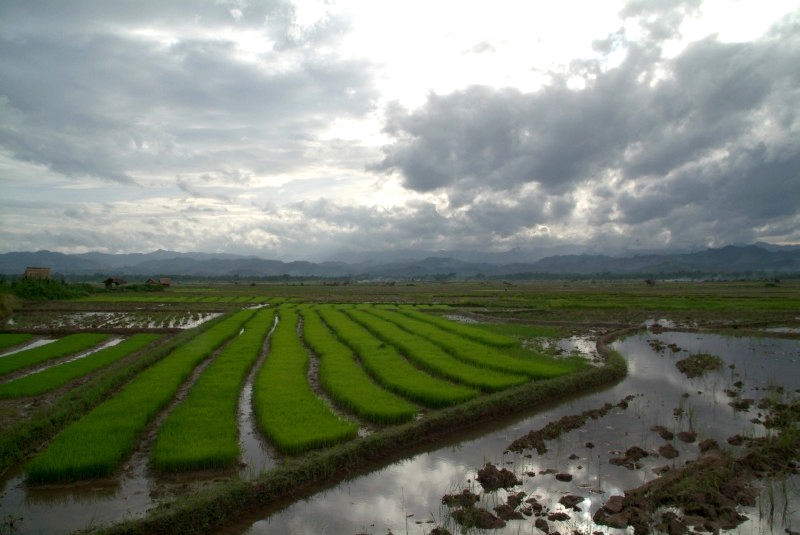 	Laos: Reisfelder	