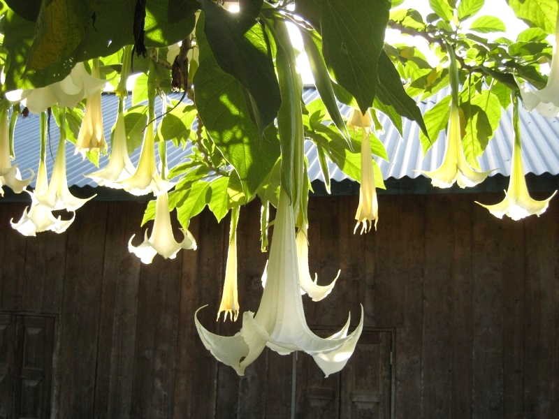 	Laos: Schöne Trompetenblumen	