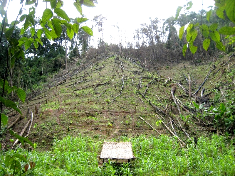 	Laos: in Laos ist viel Wald abgeholzt	