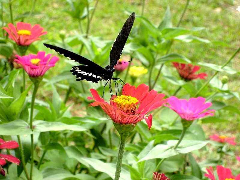 	Laos: Schmetterling sitzt auf Blüte	