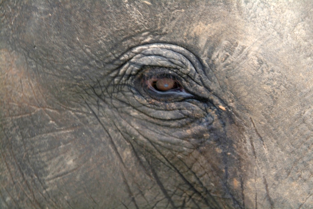 Isan, Thailand: Auge von Elephant