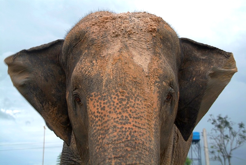 Isan, Thailand: Elephant im Elephantendorf Ban Ta Klang