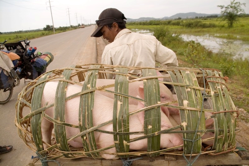 	Kambodscha: Tiertransport in Kambodscha	