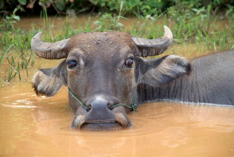 	Kambodscha: Büffel im Schlamm	