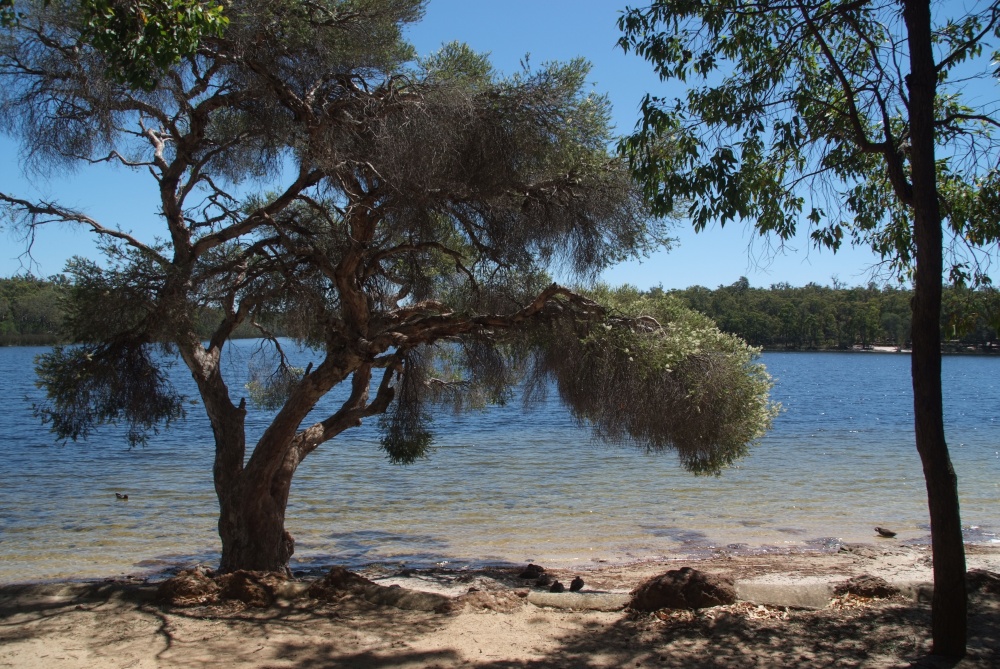 australien lake leschenaultia